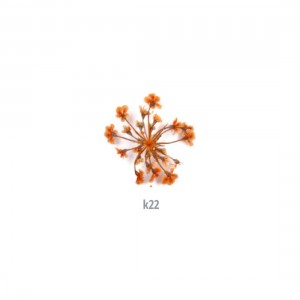 ΑΠΟΞΗΡΑΜΕΝA ΛΟΥΛΟΥΔΙΑ ΠΟΡΤΟΚΑΛΙ 20 τεμ.