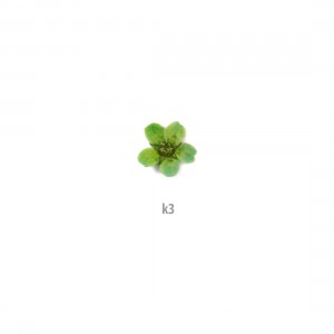 ΑΠΟΞΗΡΑΜΕΝA ΛΟΥΛΟΥΔΙΑ ΠΡΑΣΙΝΑ K3 20 τεμ.